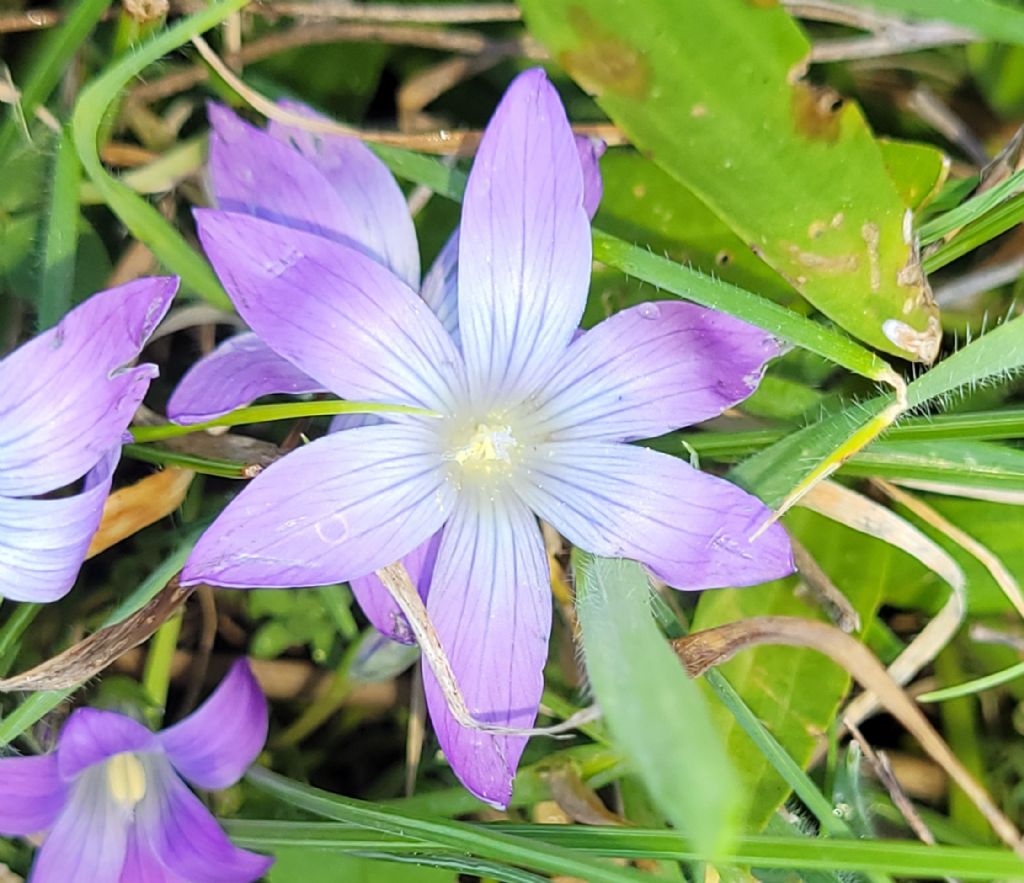 Romulea ligustica