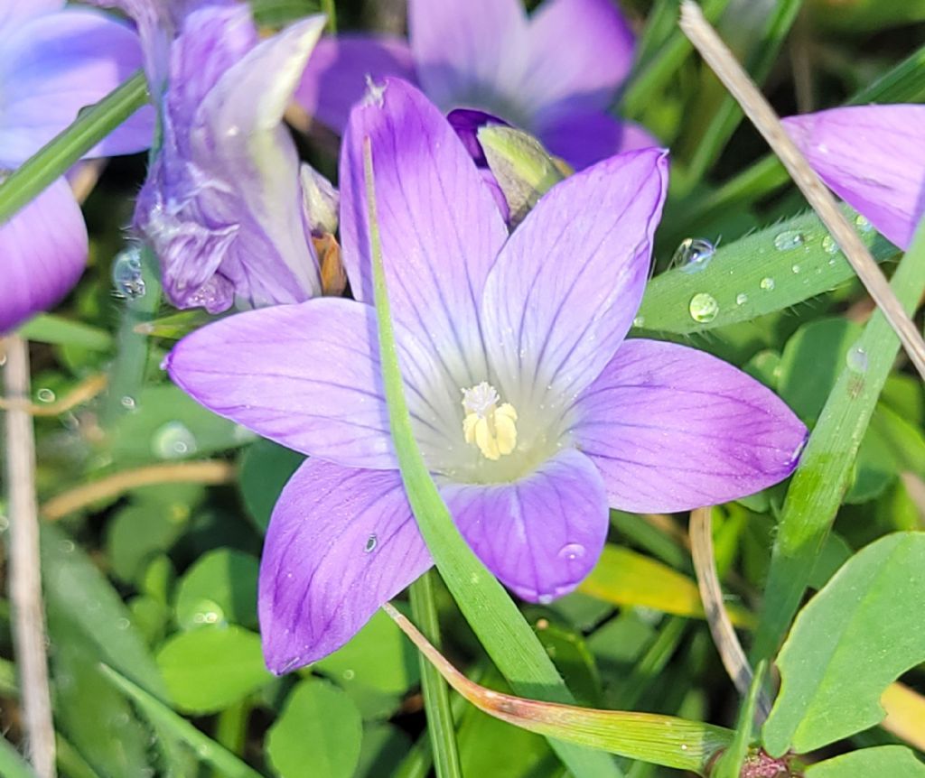 Romulea ligustica