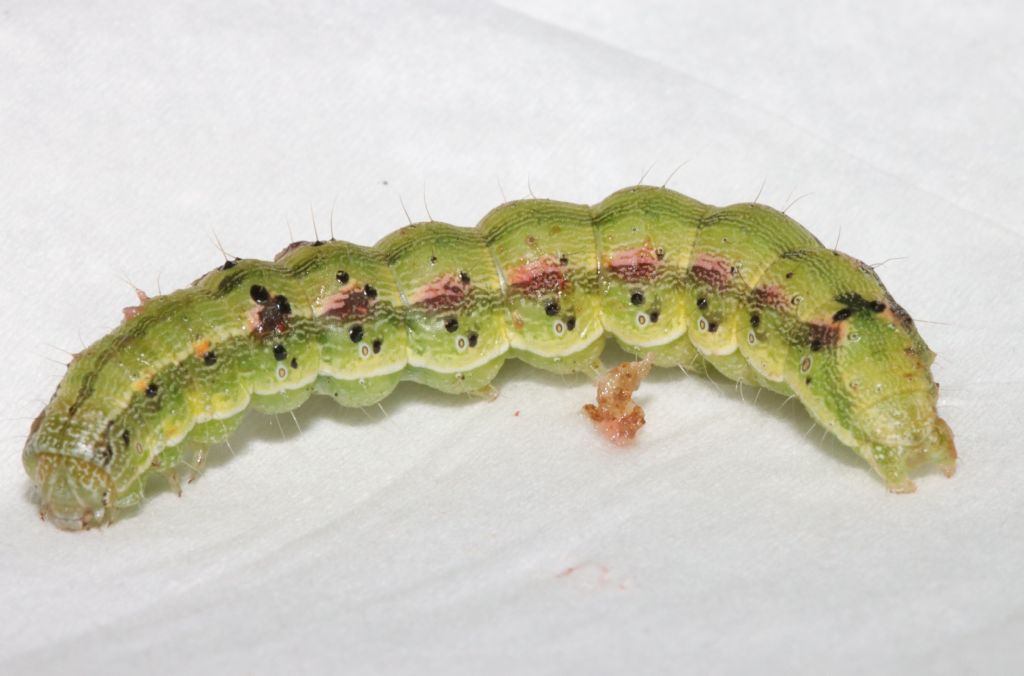 Larva di lepidottero in pomodoro forato.