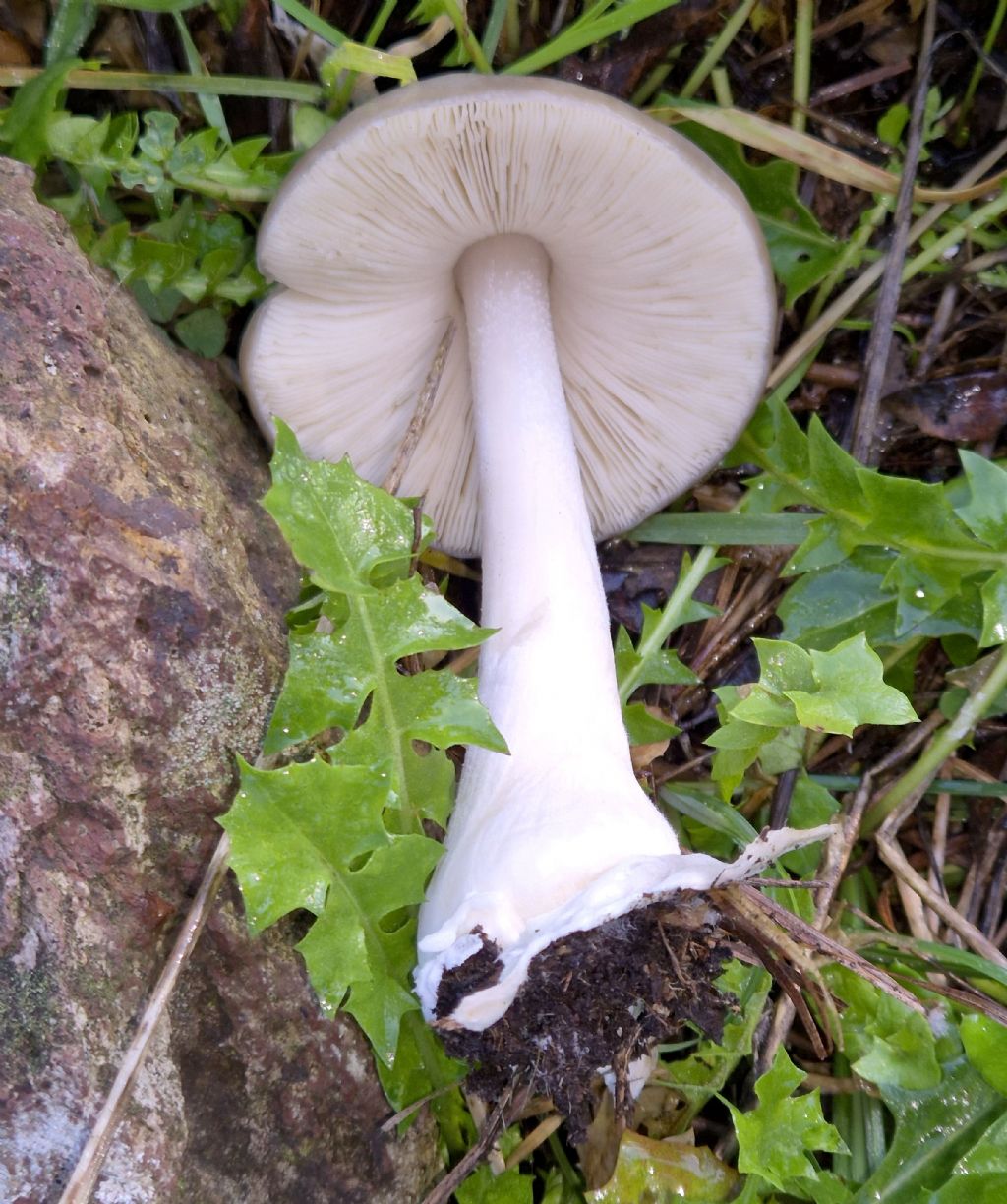 Volvopluteus gloiocephalus?