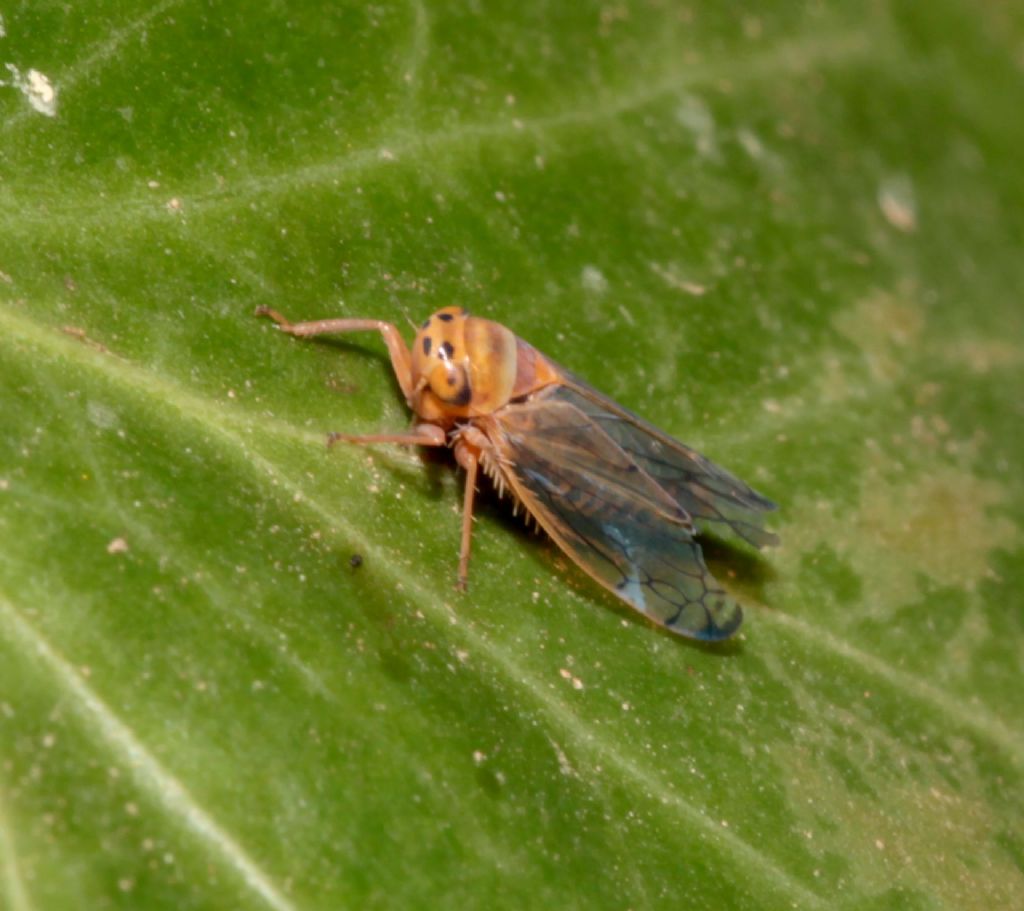Cicadellidae.