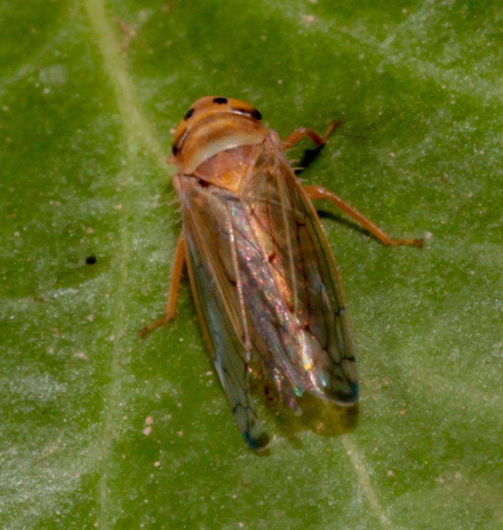 Cicadellidae.