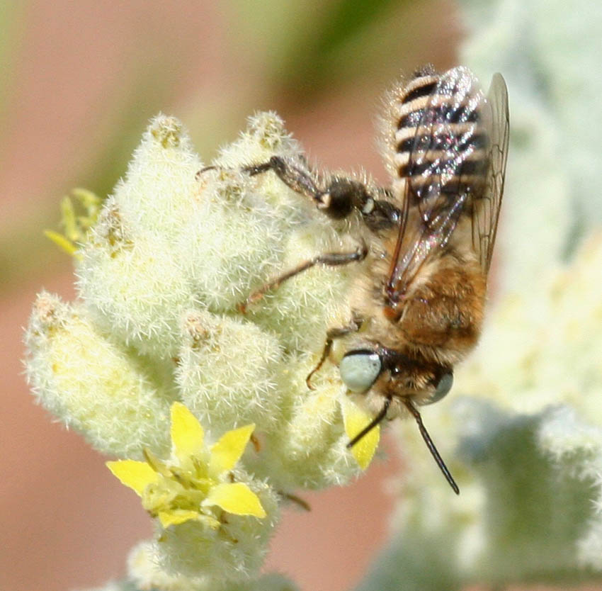 Lithurgus tibialis ♂ (Apidae Megachilinae)