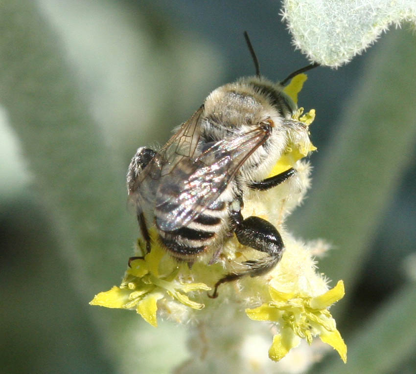 Lithurgus tibialis ♂ (Apidae Megachilinae)