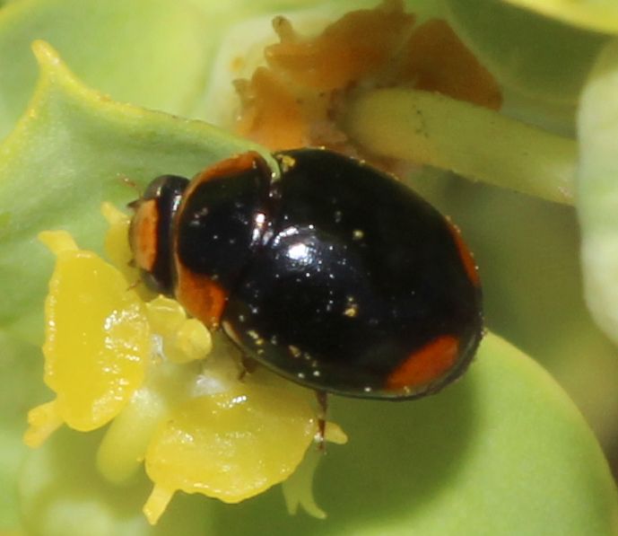 Coccinellidae:  Hyperaspis reppensis reppensis