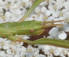 Bacillidae: Clonopsis gallica?