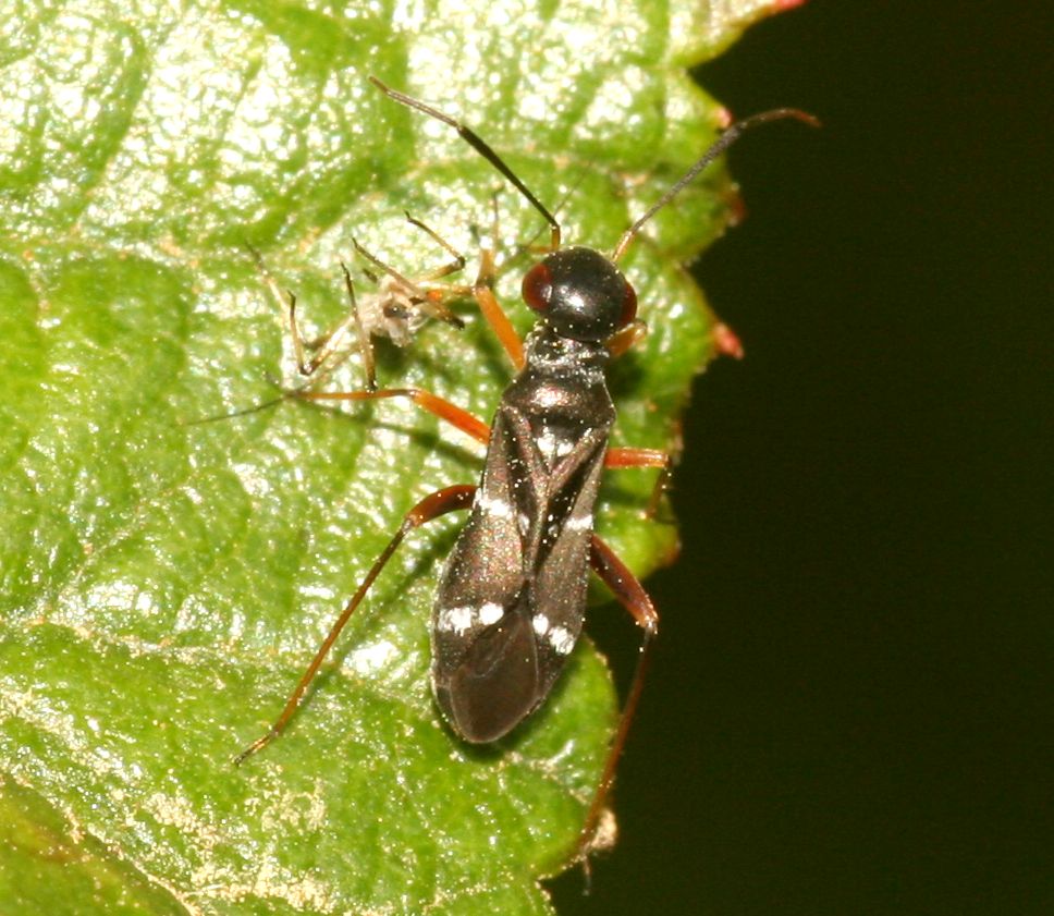 Miridae: Globiceps sphaegiformis