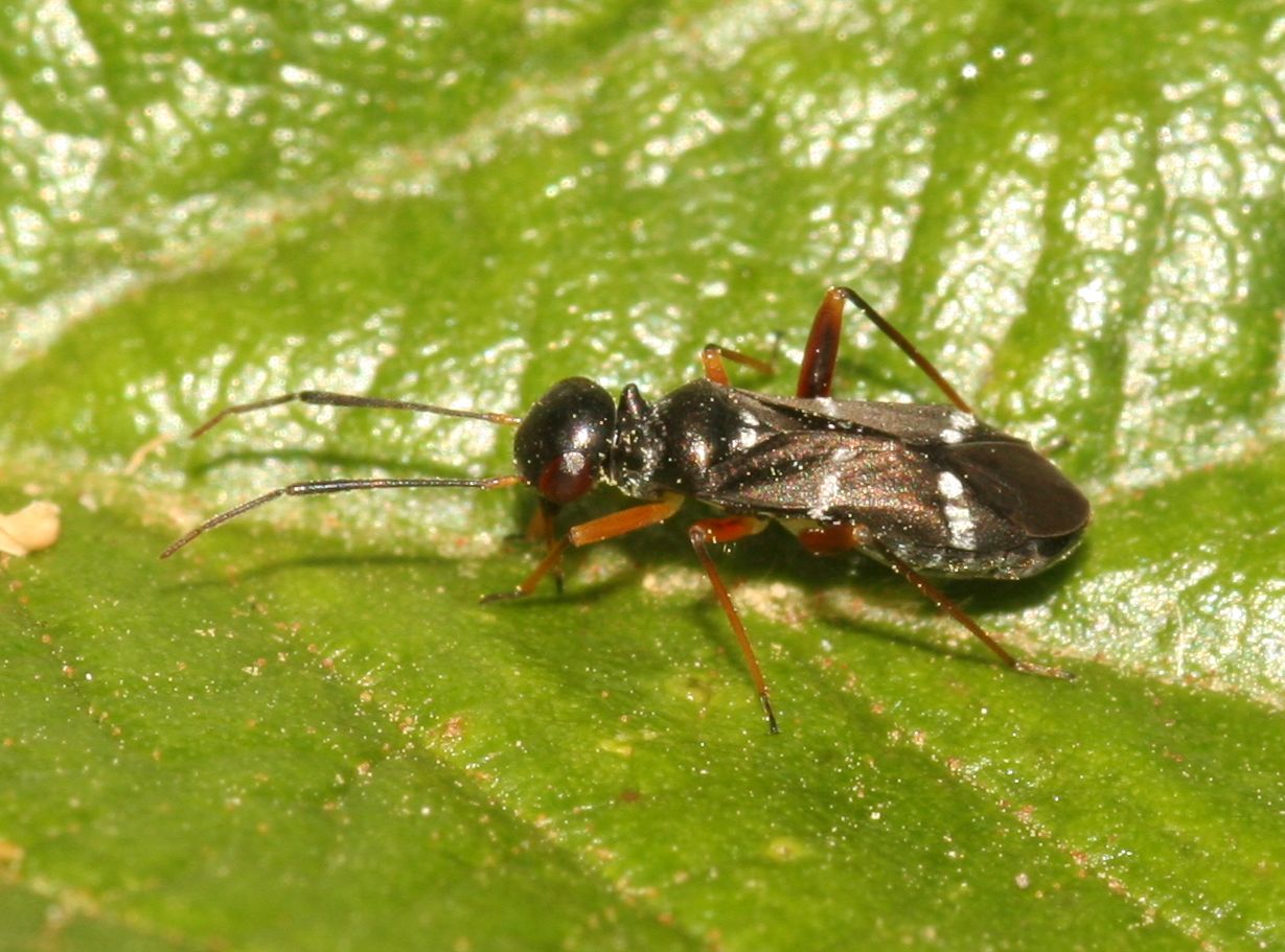 Miridae: Globiceps sphaegiformis