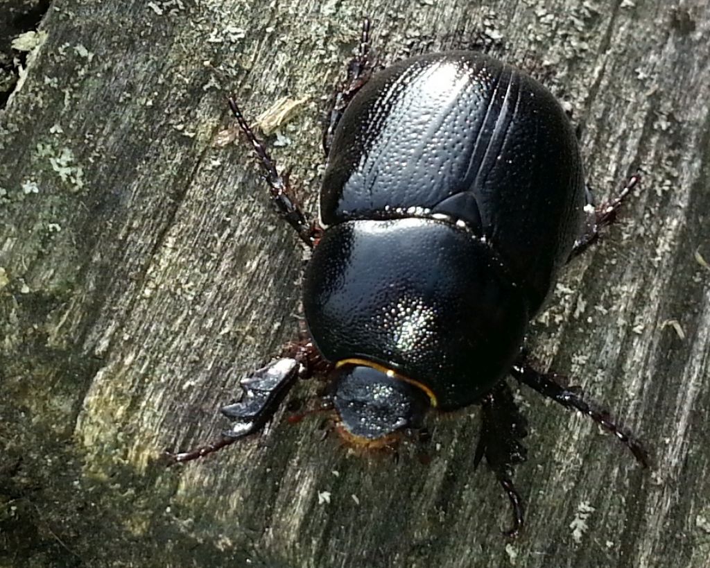 Geotrupes? No, Pentodon bidens punctatum, Dynastidae