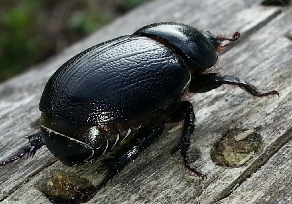 Geotrupes? No, Pentodon bidens punctatum, Dynastidae