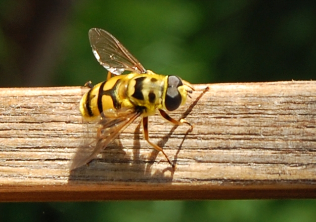 Myathropa florea? Si