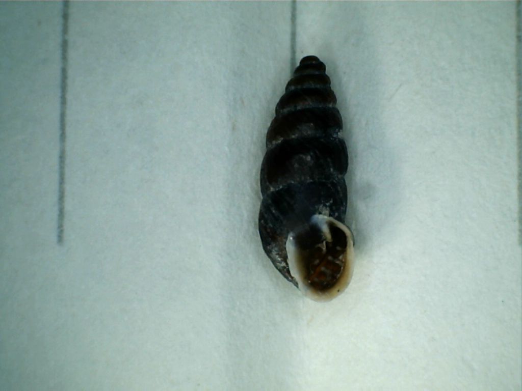 Chondrina sp. da identificare