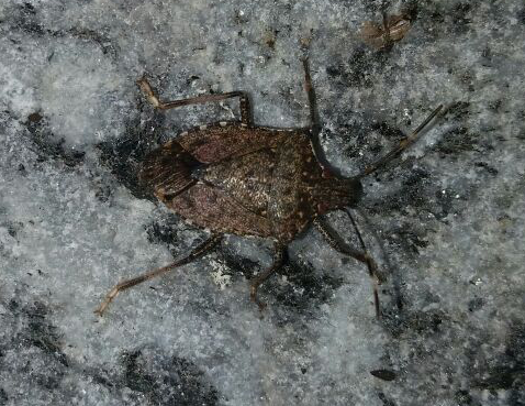 Pentatomidae: Halyomorpha halys - NUOVA PER L''ITALIA