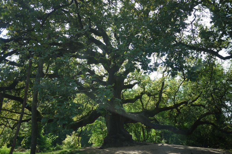quercia delle streghe - quercia di pinocchio