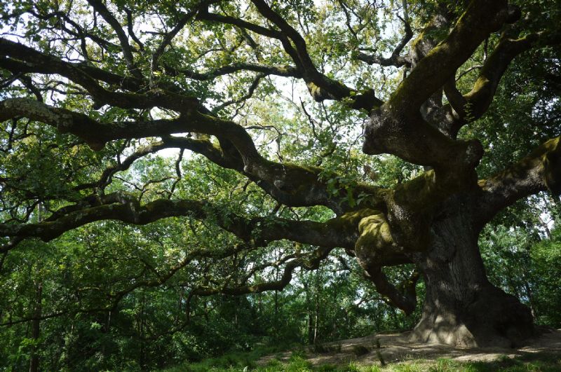 quercia delle streghe - quercia di pinocchio