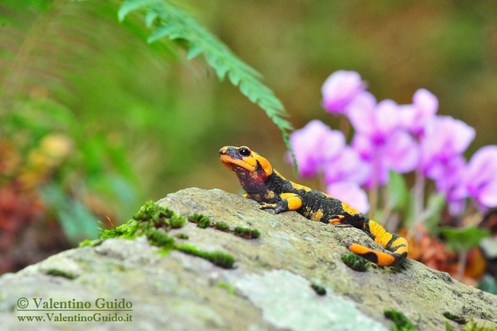 Salamandra salamandra gigliolii