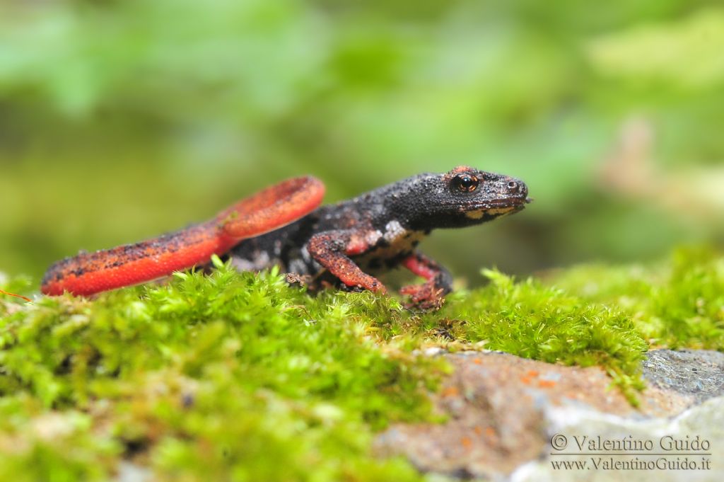 salamandrina terdigitata