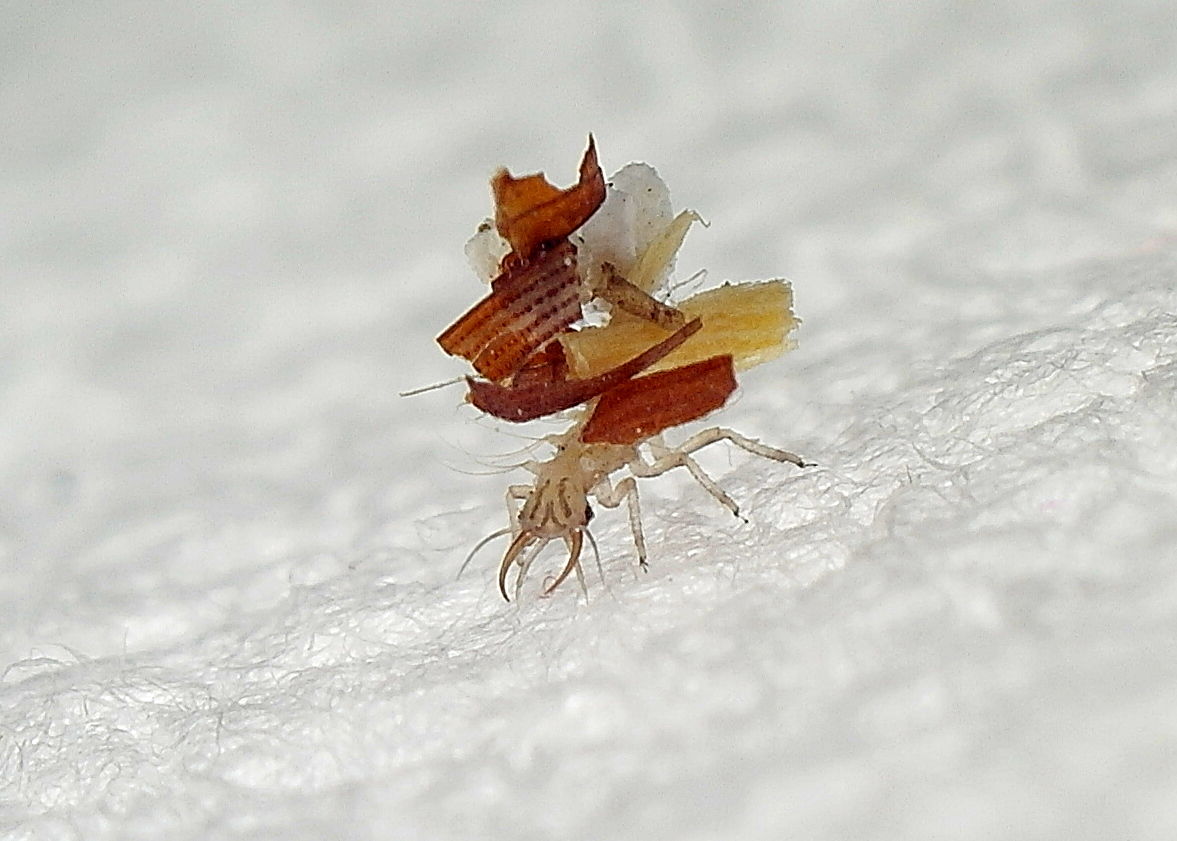 Minuscolo insetto sconosciuto: larva di Chrysopidae