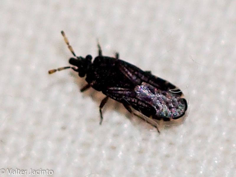 Aradidae: Aradus flavicornis