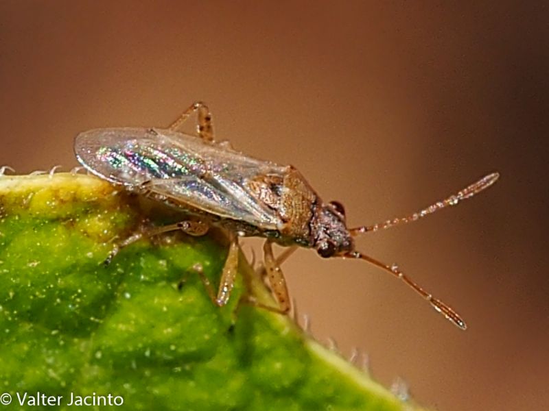 Lygaeidae: Nysius sp.