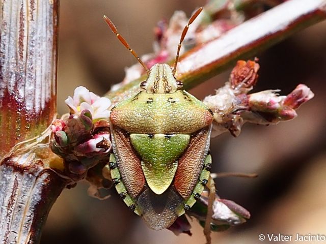 Pentatomidae - Antheminia absinthii del Portogallo