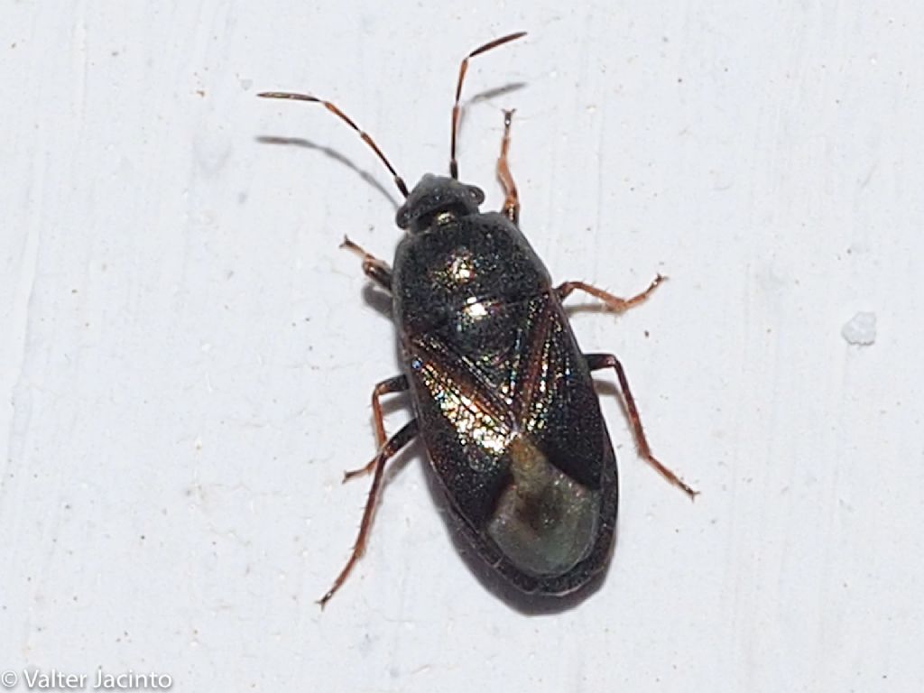 Lygaeidae: Lamprodema maura