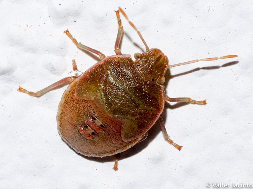 Pentatomidae: ninfa di Piezodorus lituratus