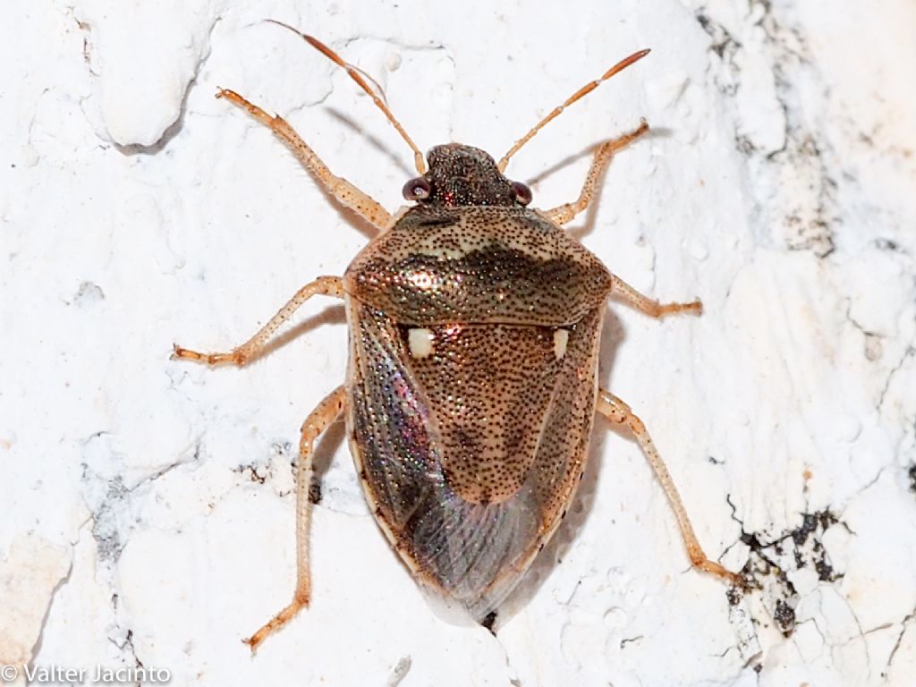 Pentatomidae ?  S, Eysarcoris ventralis