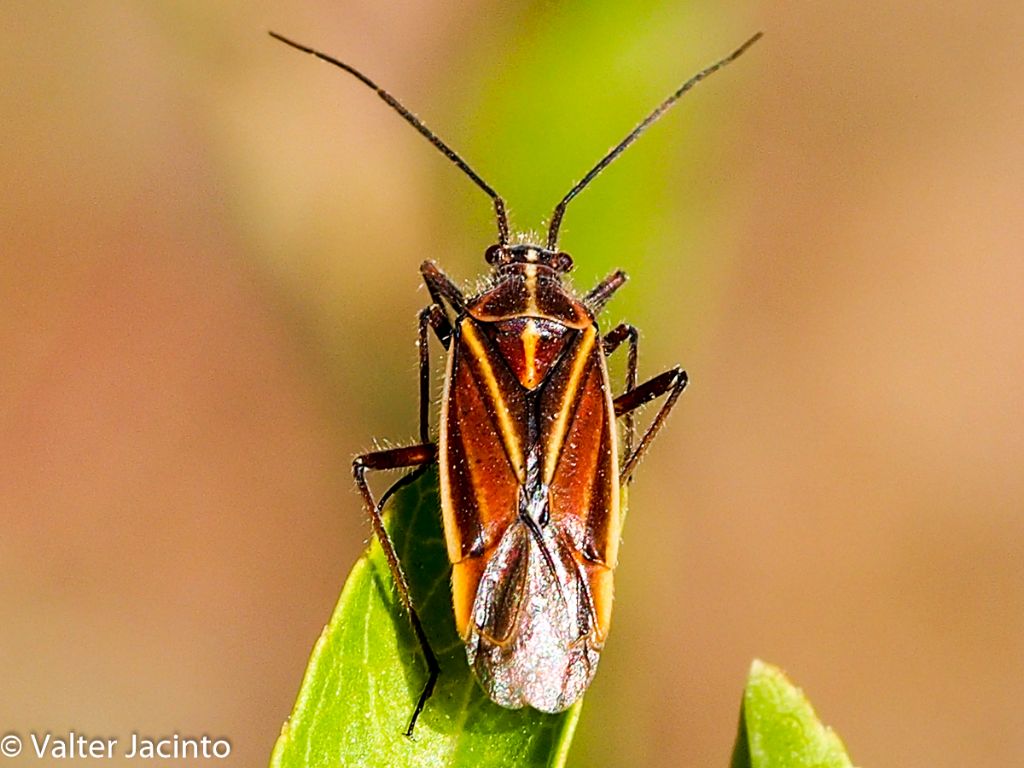 Miridae: Horistus orientalis
