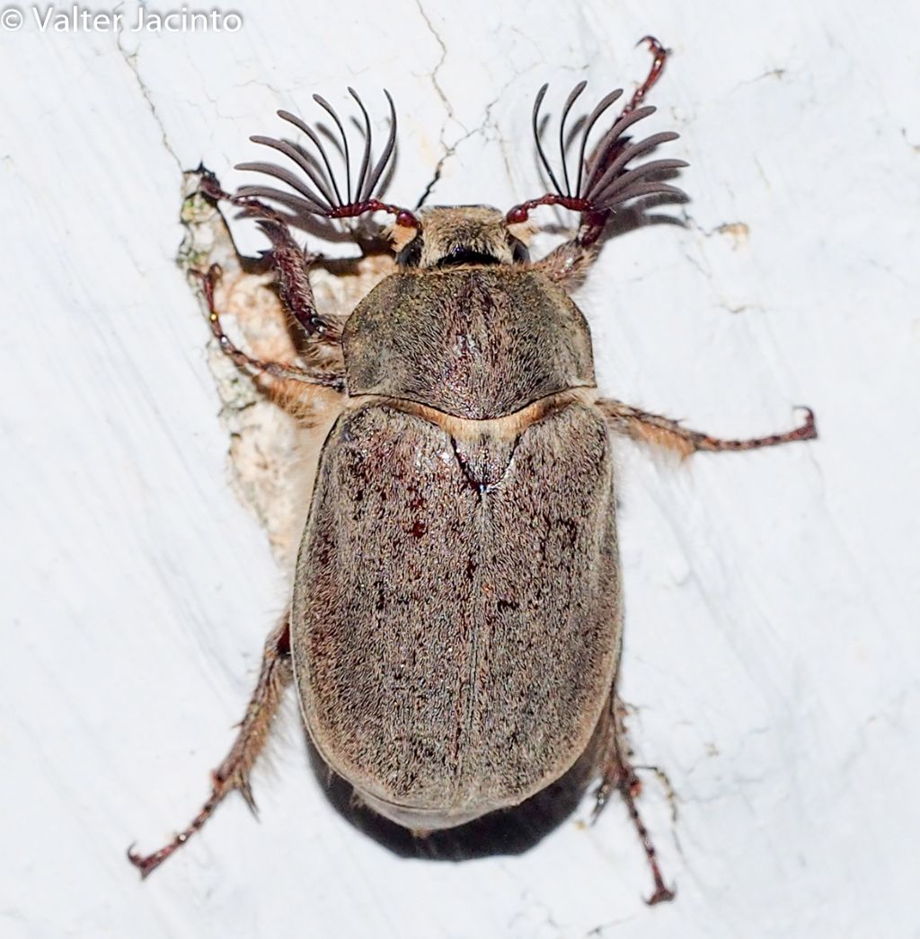 Melolontha papposa ? Polyphylla sp. ?