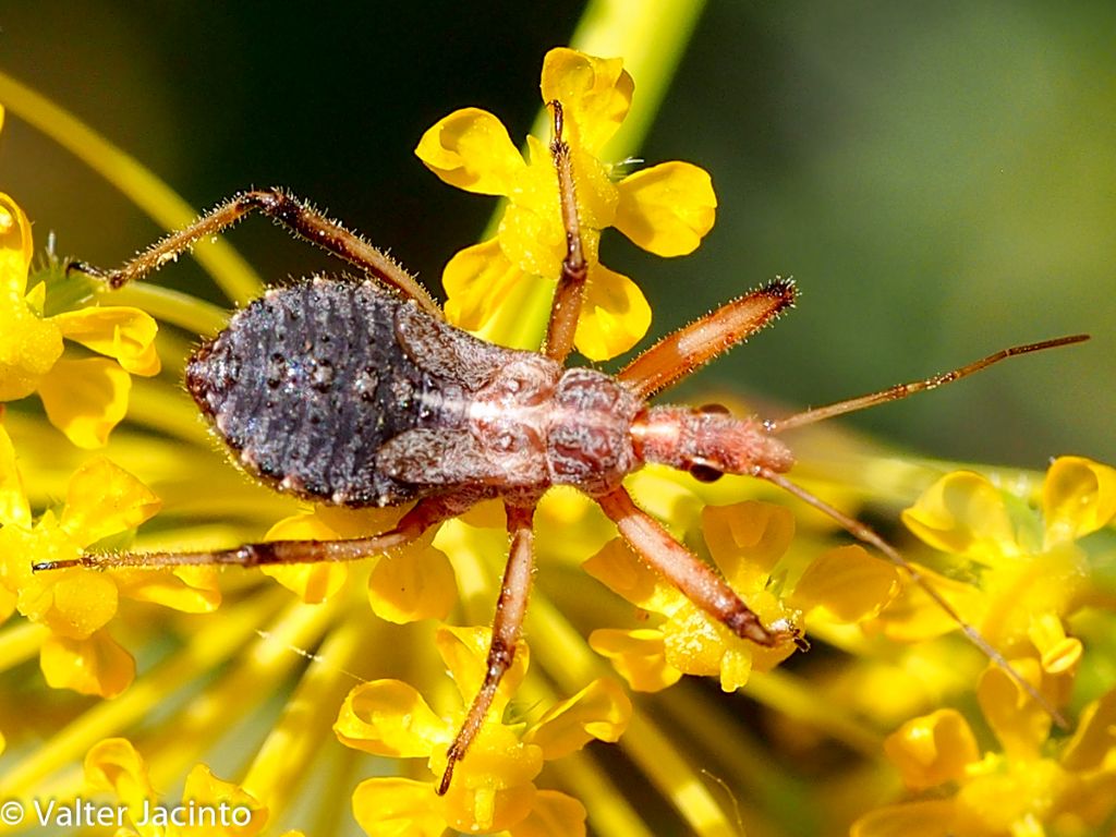 Reduviidae: Rhynocoris erythropus