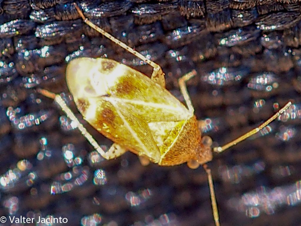 Miridae: Psallus cfr. varians