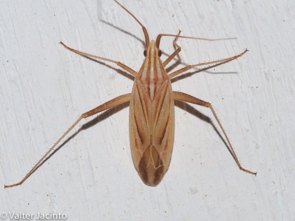 Miridae: Miridius quadrivittatus