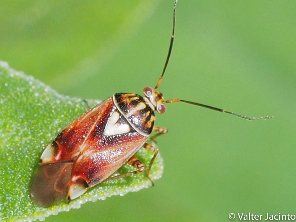 Miridae: Lygus pratensis