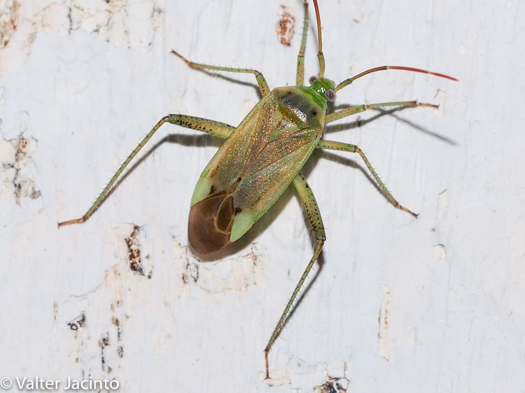 Miridae: Adelphocoris lineolatus