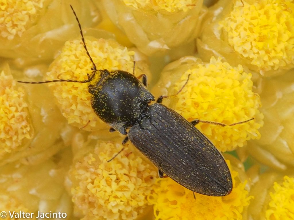 Elateridae da determinare