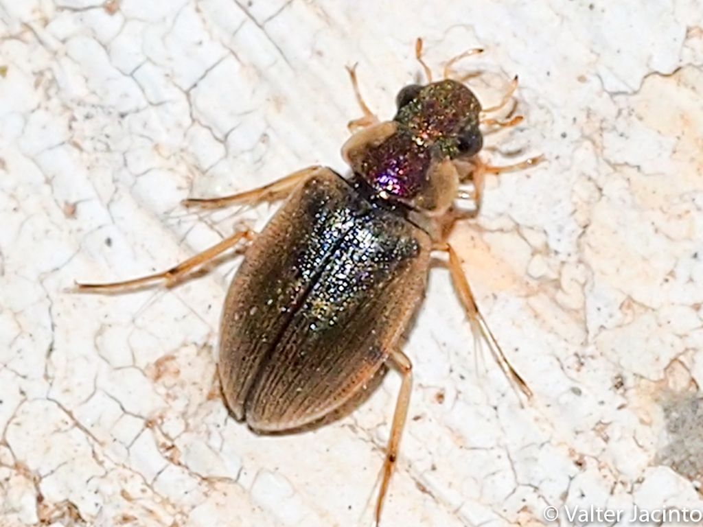 Berosus sp. (Hydrophilidae)