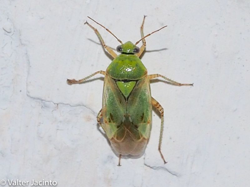 Miridae: Lygus gemellatus