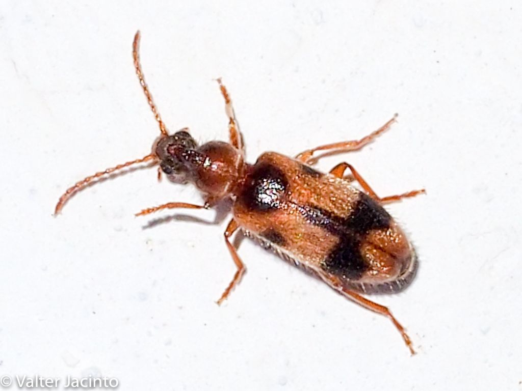 Anthicidae: Notoxus excisus