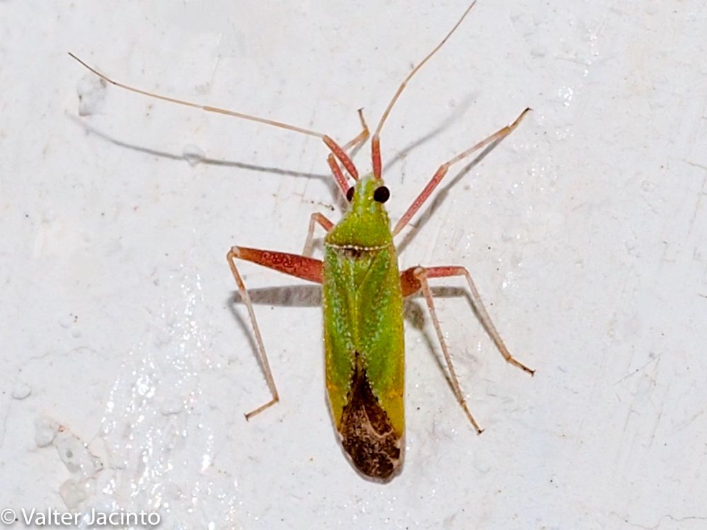 Miridae: Phytocoris citrinus