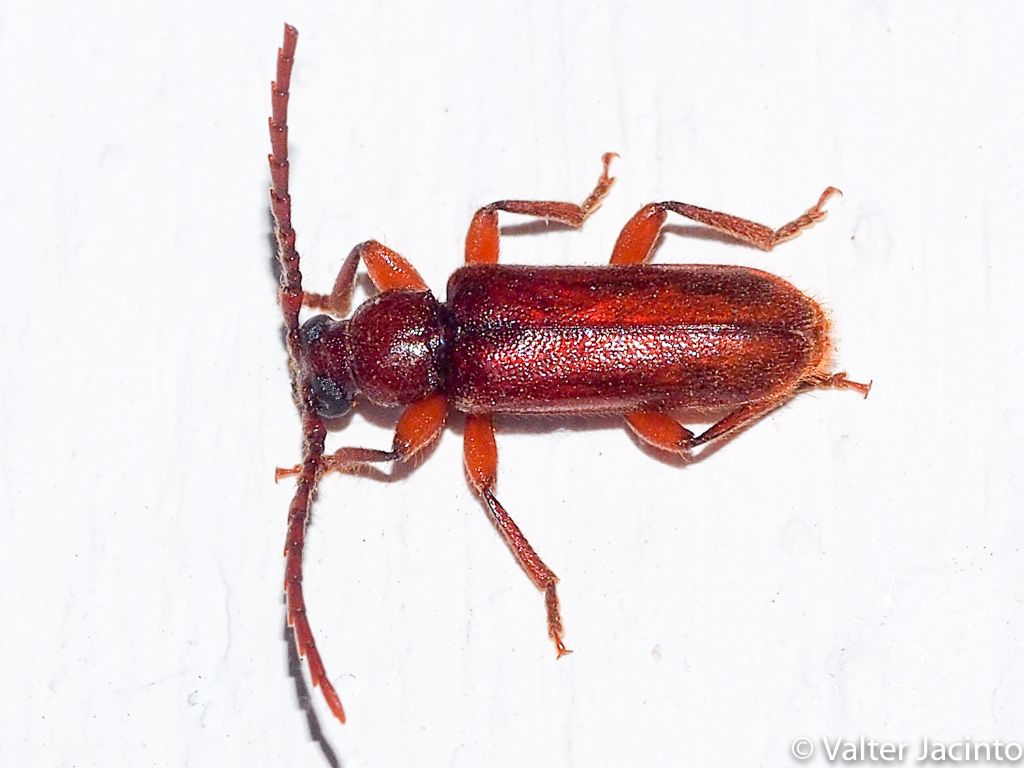 Cerambycidae: Alocerus moesiacus