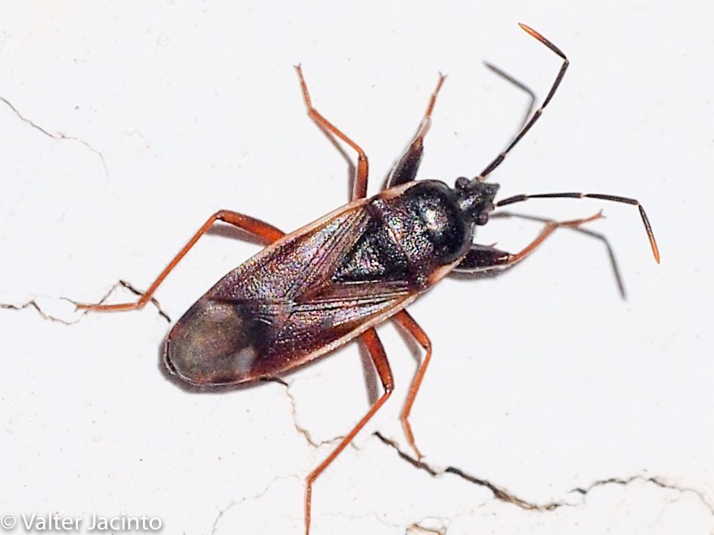 Lygaeidae: Eremocoris abietis
