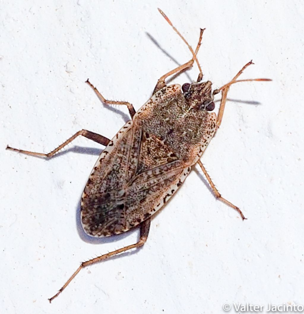 Lygaeidae: Emblethis parvus