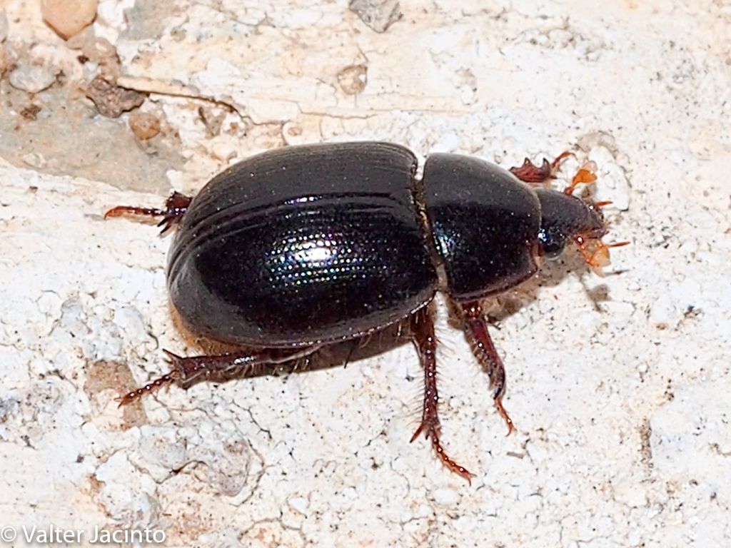 Hybosoridae: Hybosorus illigeri