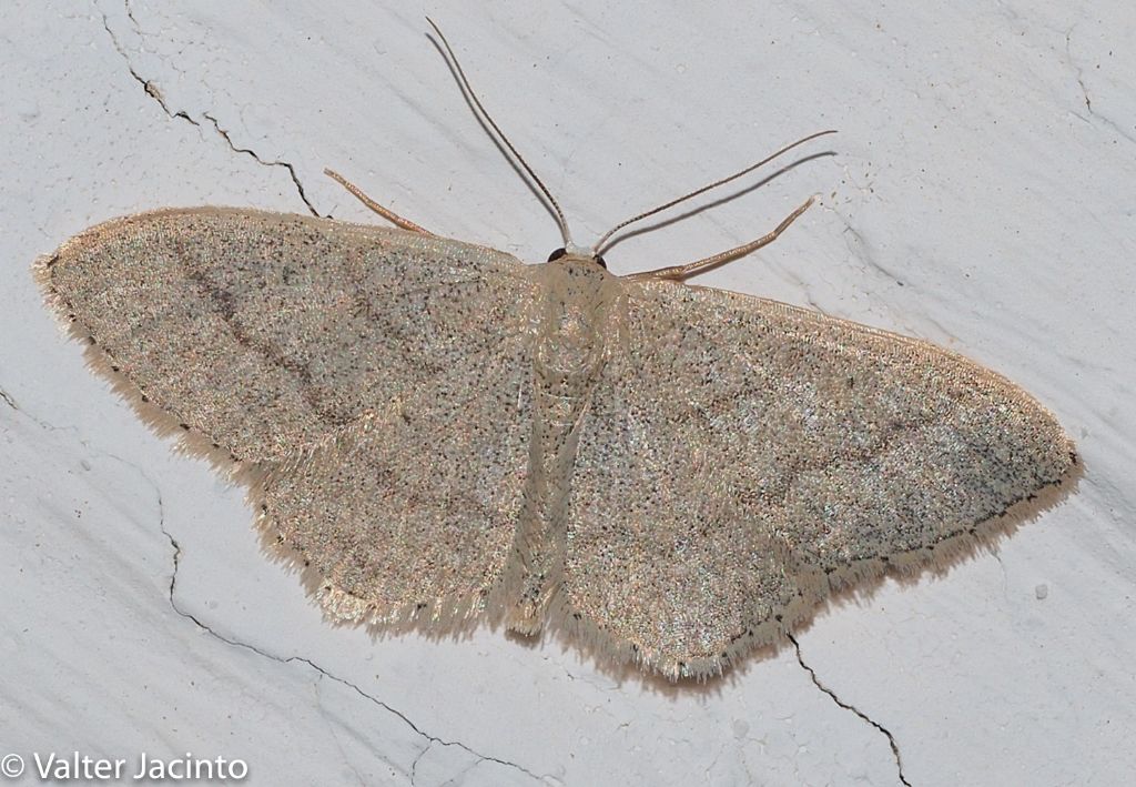 Geometridae - Idaea lusohispanica