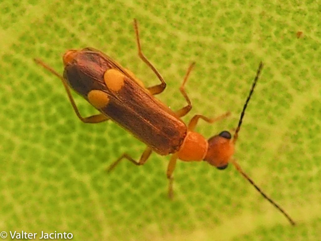 Malthinus sp. - da determinare