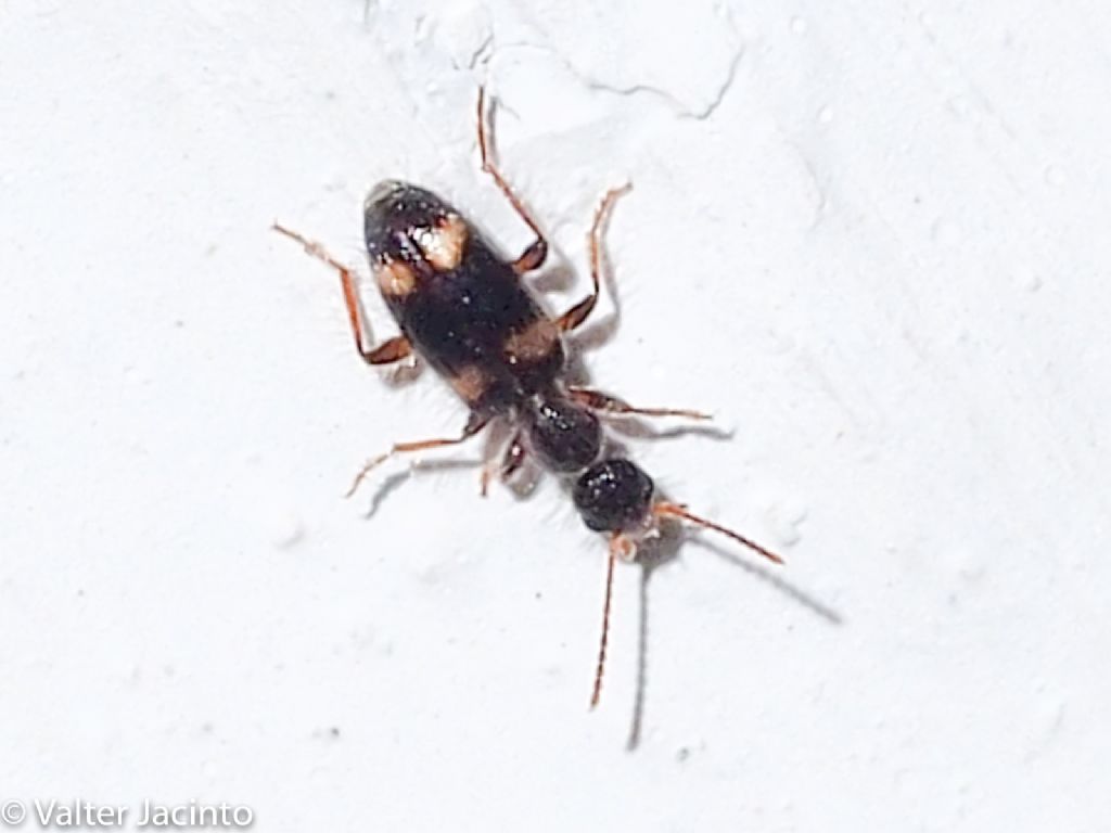 Anthicidae: Hirticomus quadriguttatus (Rossi, 1792).