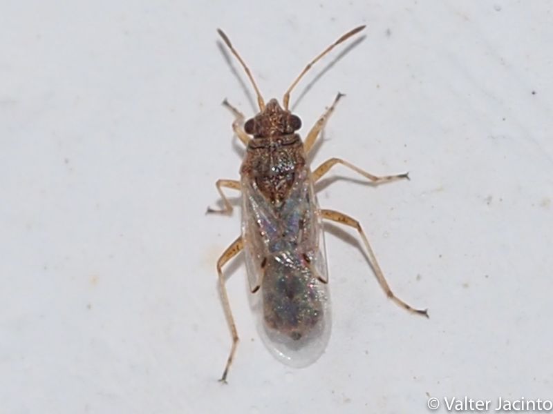 Lygaeidae: Nysius sp.