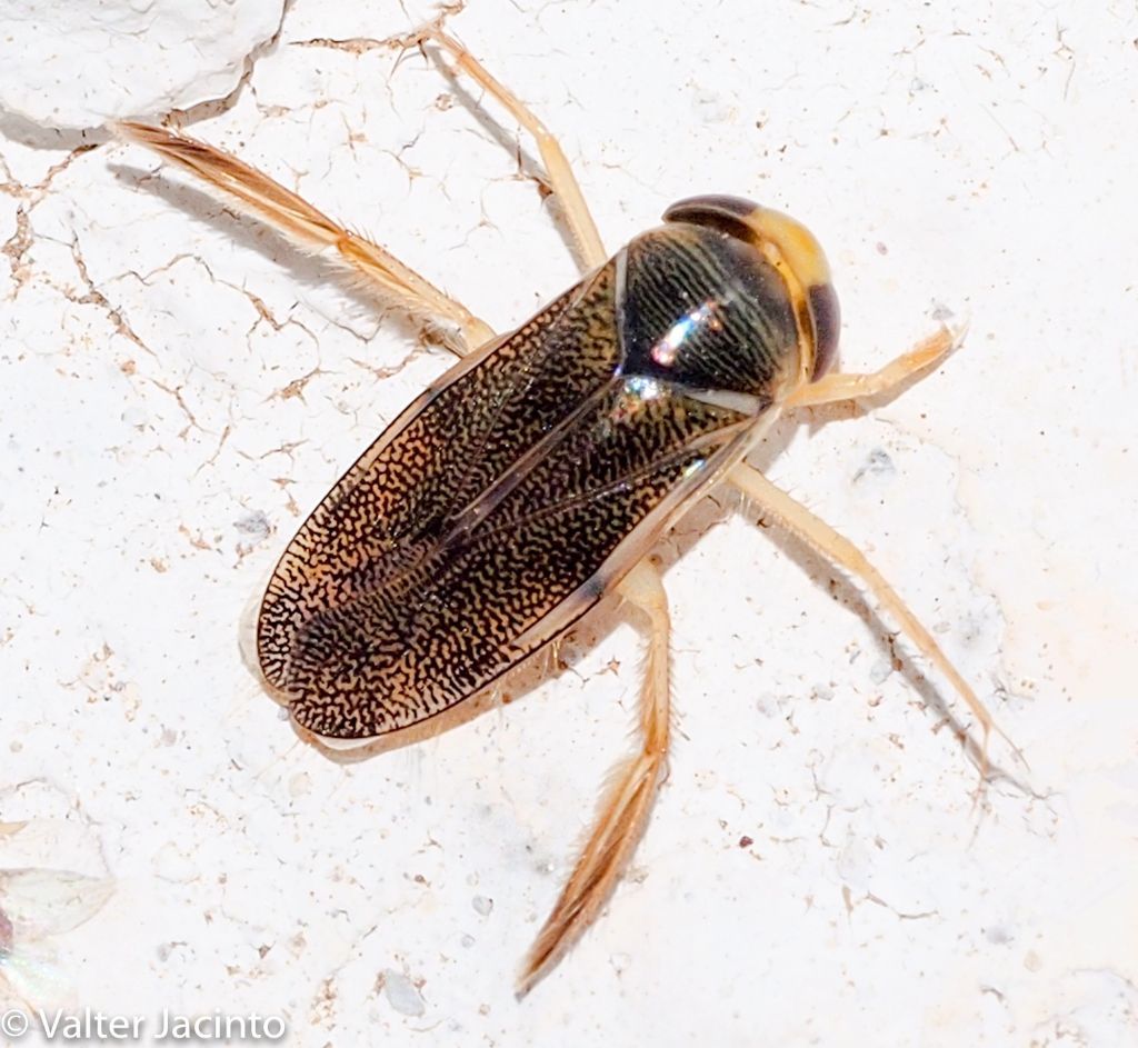 Corixidae: Corixa punctata