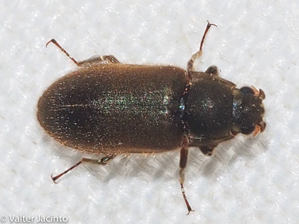 Dryops sp.- Dryopidae